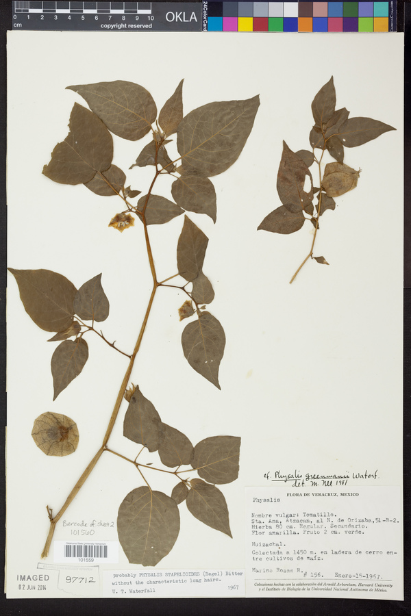 Physalis greenmanii image