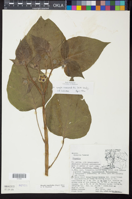 Physalis stapelioides image