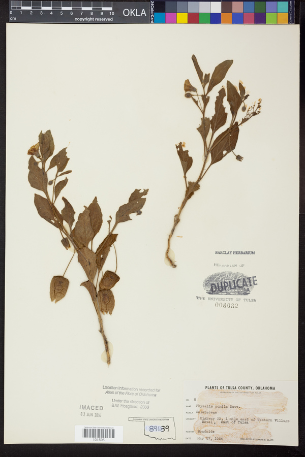 Physalis pumila image