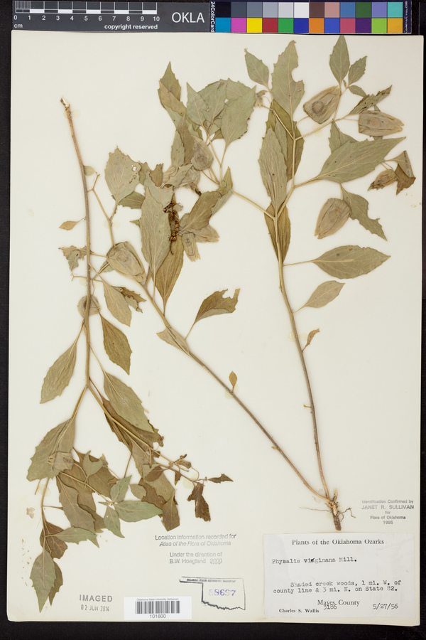 Physalis virginiana image