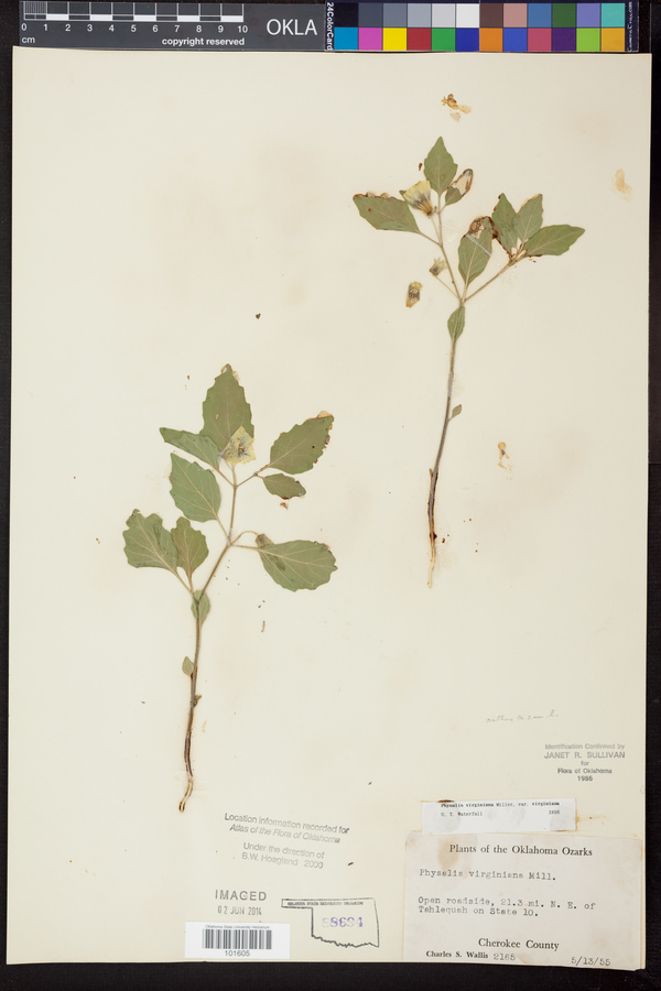 Physalis virginiana var. virginiana image