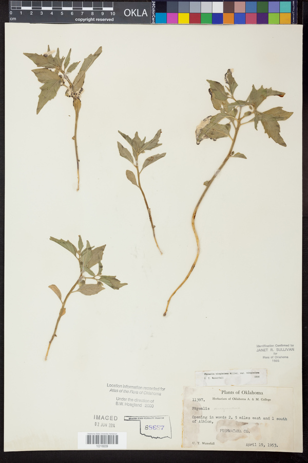 Physalis virginiana var. virginiana image