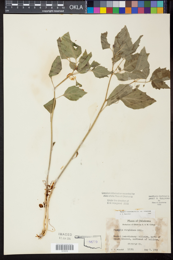 Physalis virginiana var. virginiana image