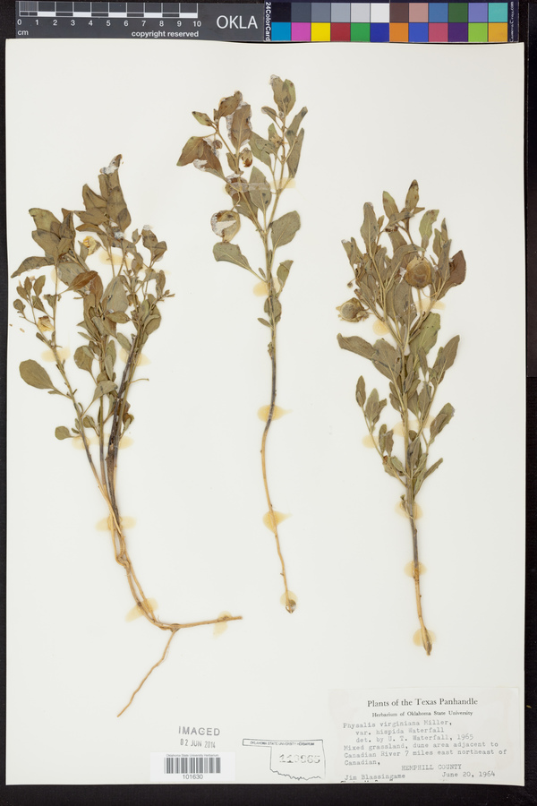 Physalis hispida image