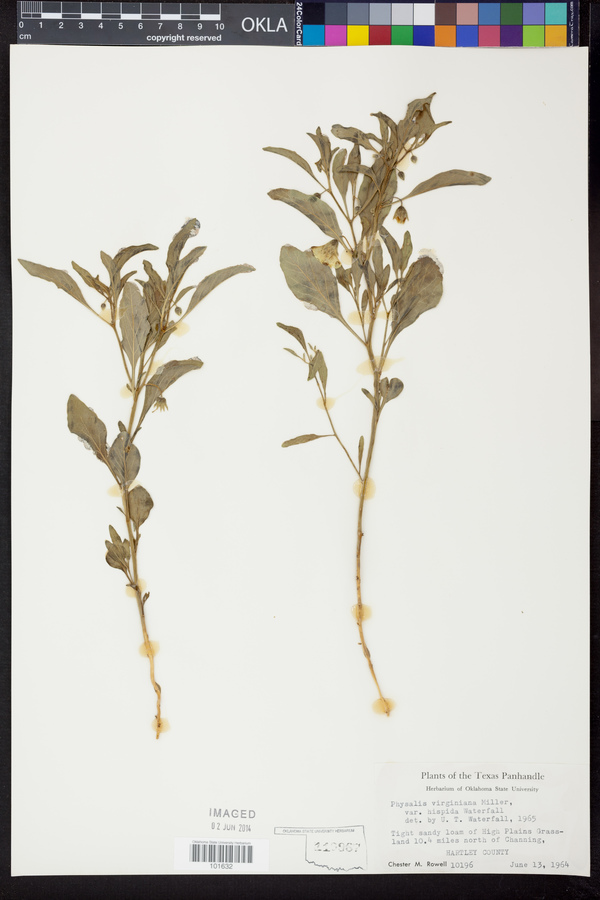 Physalis hispida image