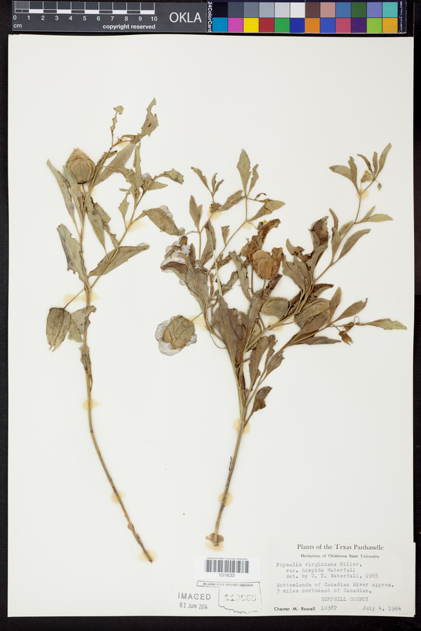 Physalis hispida image