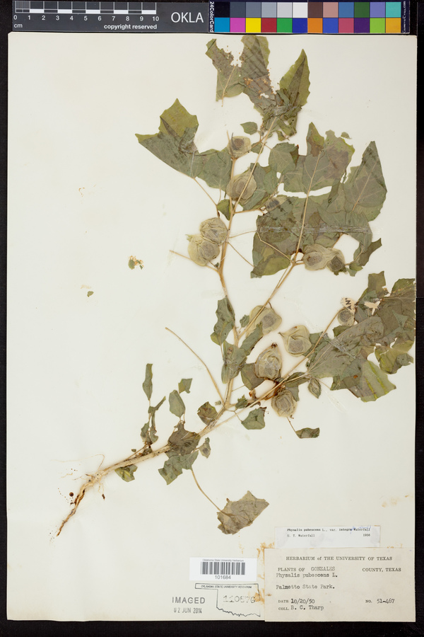 Physalis pubescens var. integrifolia image