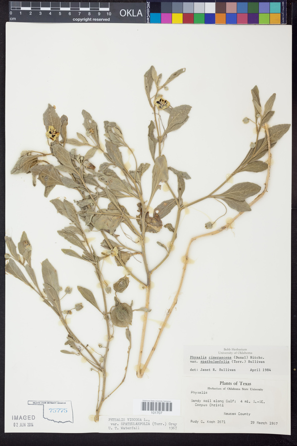 Physalis cinerascens var. spathulifolia image