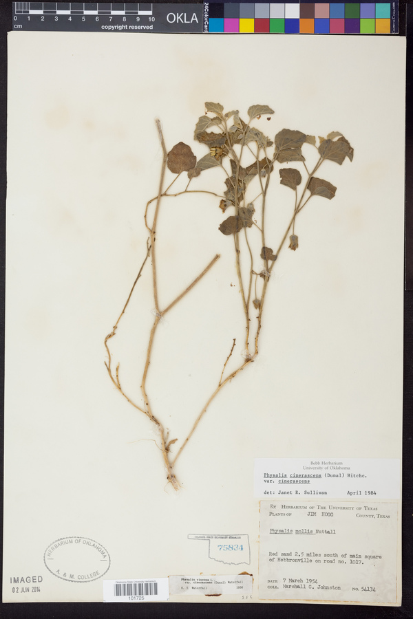 Physalis cinerascens var. cinerascens image