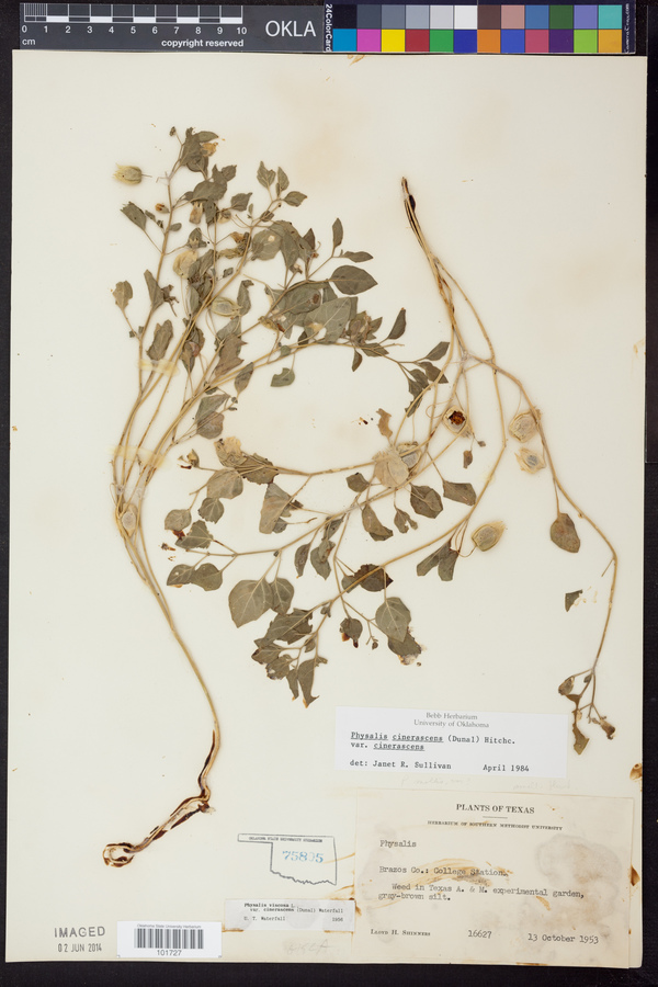 Physalis cinerascens image
