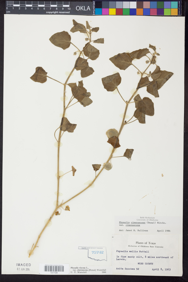 Physalis cinerascens var. cinerascens image