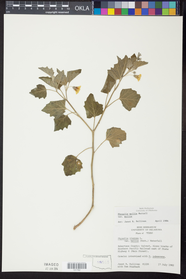 Physalis mollis var. mollis image