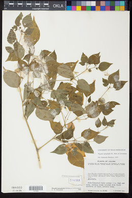 Physalis leptophylla image