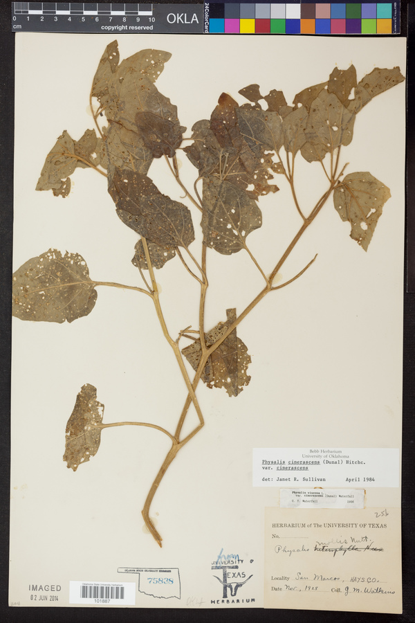 Physalis cinerascens image