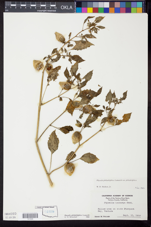 Physalis philadelphica var. philadelphica image