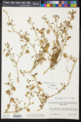 Physalis crassifolia var. crassifolia image