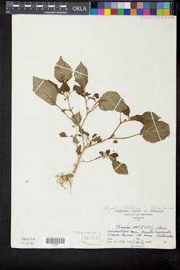 Physalis floridana image