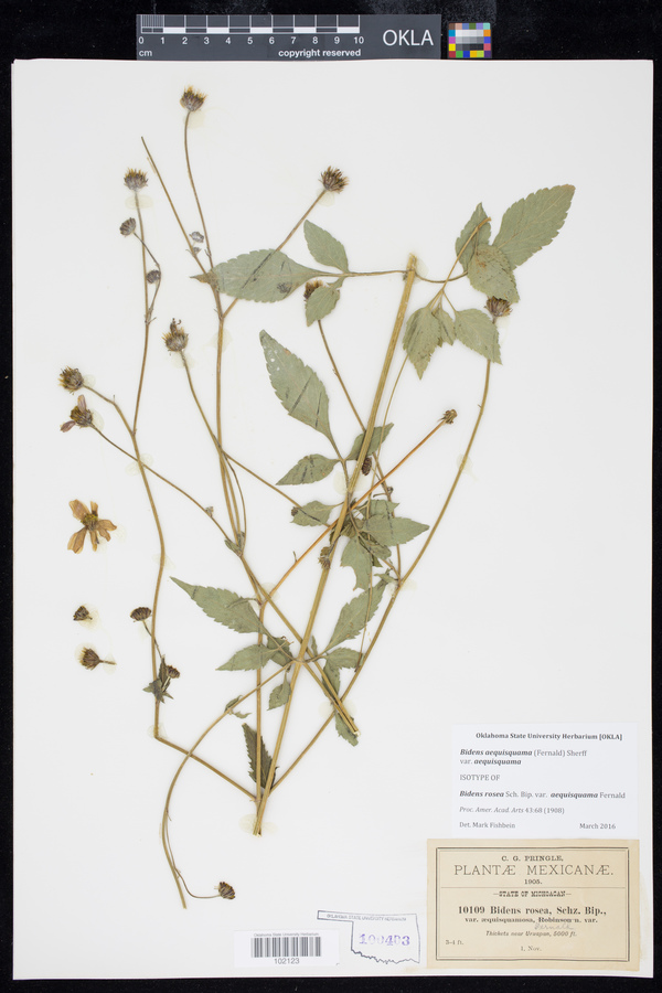 Bidens aequisquama var. aequisquama image