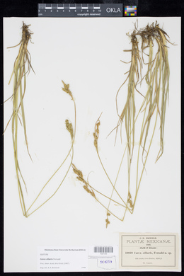Carex ciliaris image