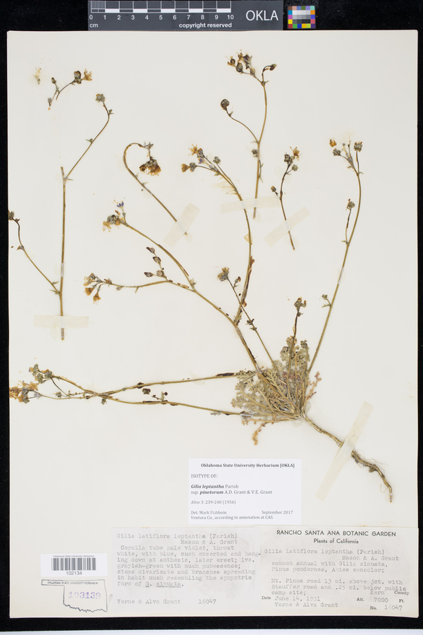 Gilia leptantha subsp. pinetorum image