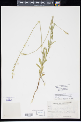Oenothera triangulata image