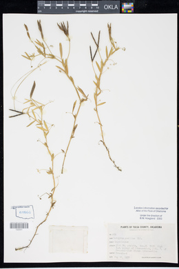 Lathyrus pusillus image
