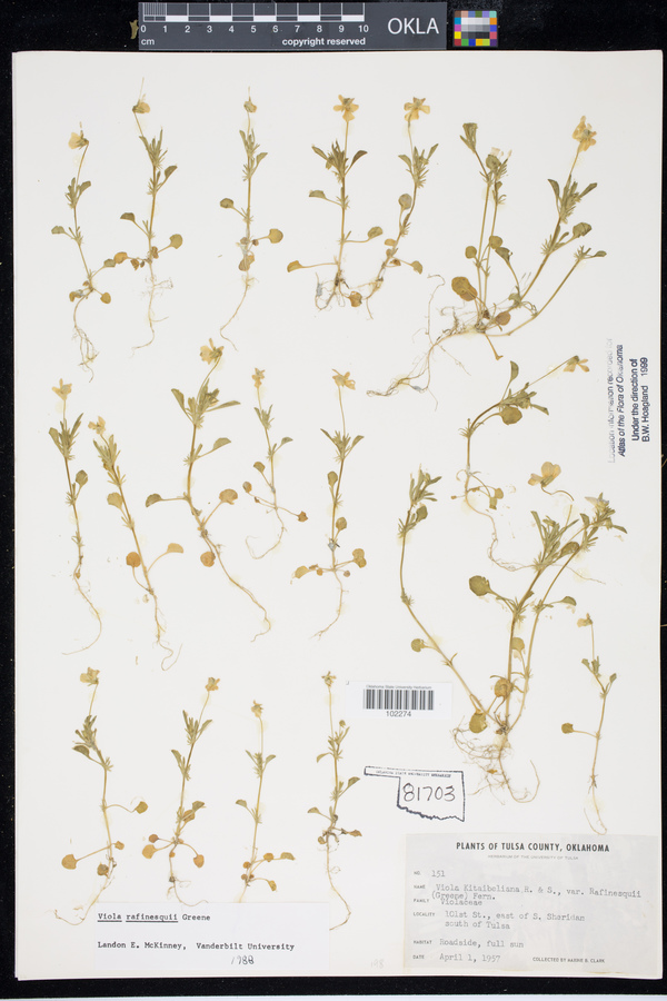 Viola bicolor image
