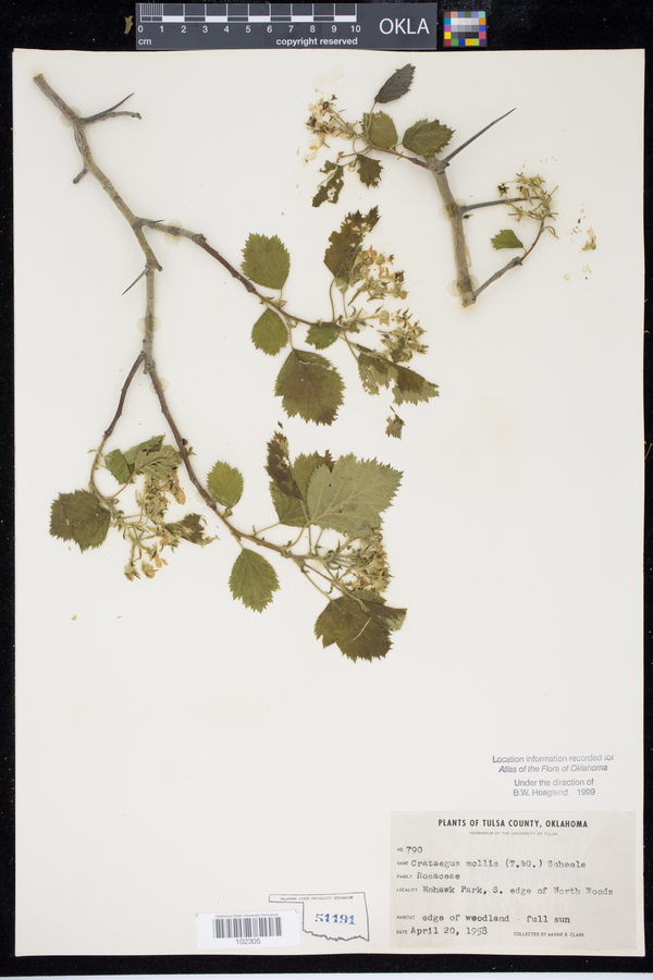 Crataegus mollis image