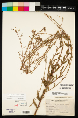 Oenothera filiformis image