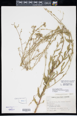 Gaura longiflora image