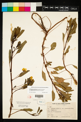 Ludwigia peploides image