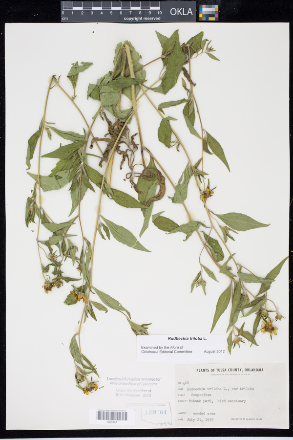 Rudbeckia triloba image