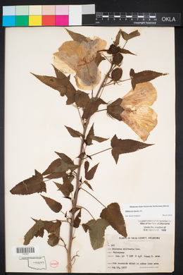 Hibiscus laevis image