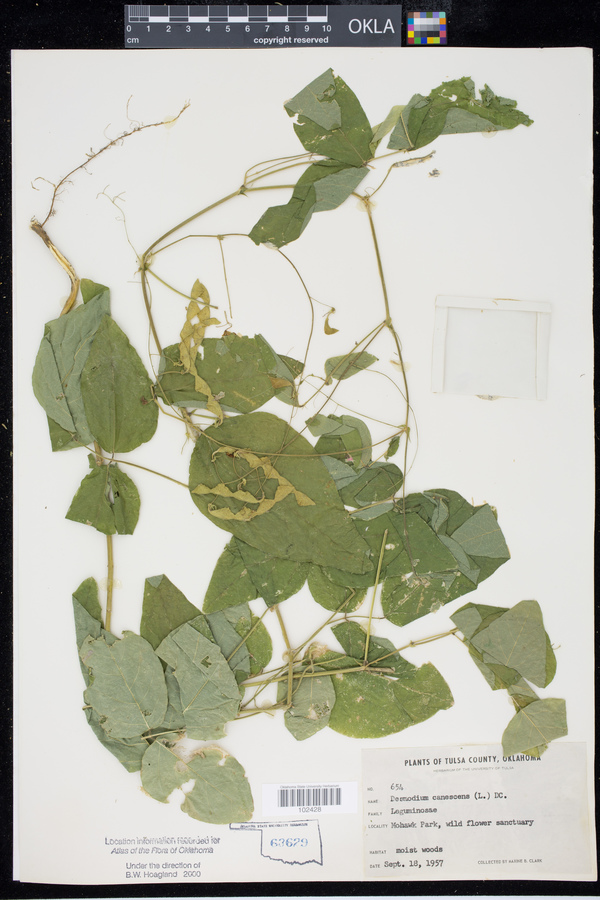 Desmodium canescens image