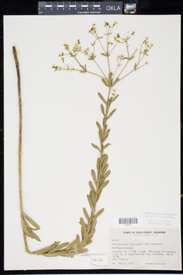 Euphorbia corollata var. corollata image