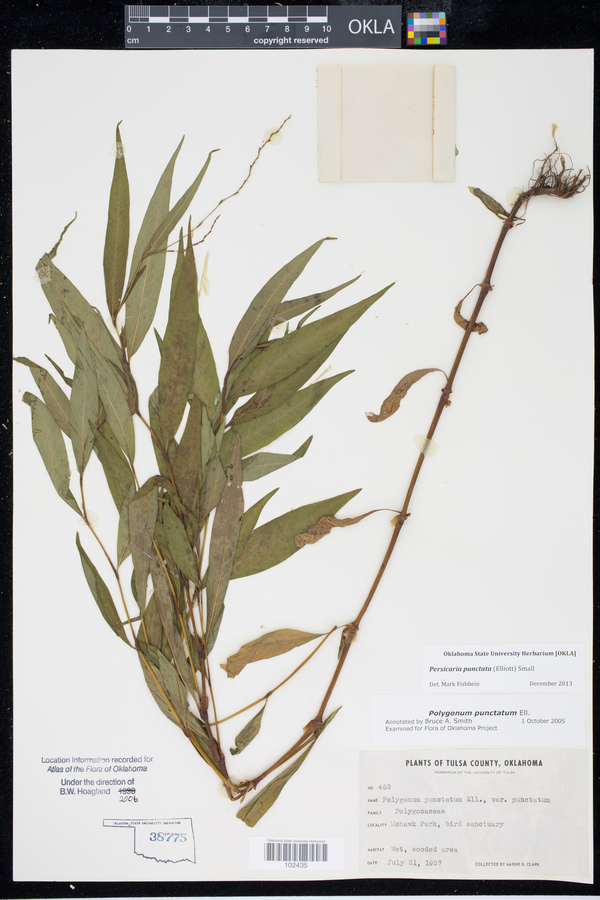 Persicaria punctata image