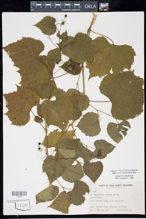 Ampelopsis cordata image