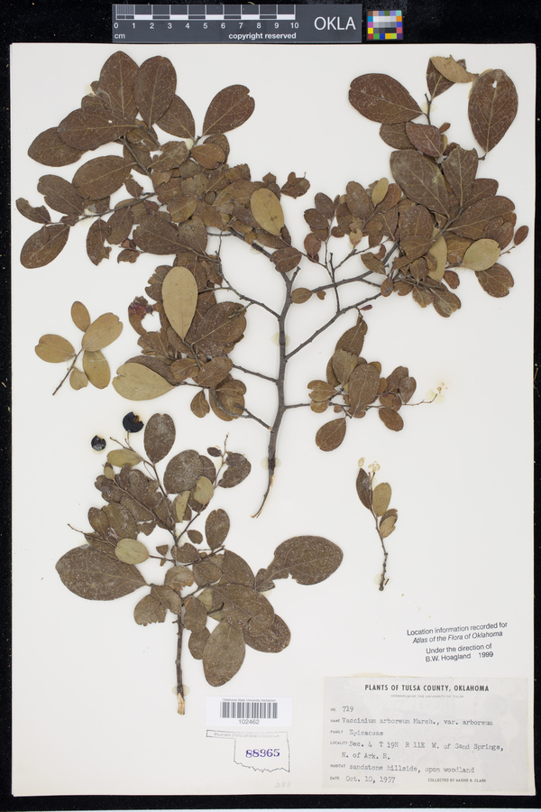 Vaccinium arboreum var. arboreum image