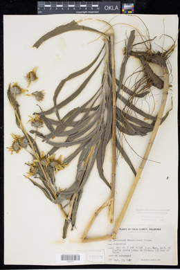 Helianthus maximiliani image
