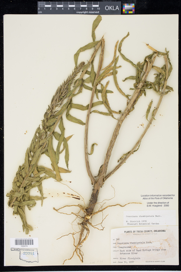 Oenothera rhombipetala image