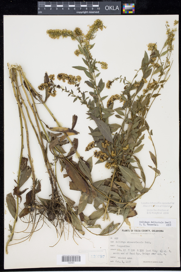 Solidago delicatula image