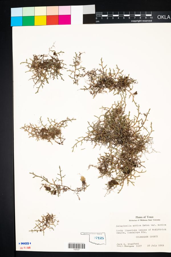 Selaginella mutica var. mutica image