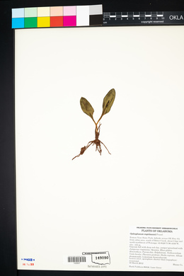 Ophioglossum engelmannii image