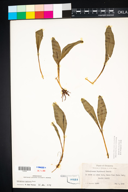 Ophioglossum engelmannii image