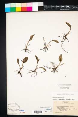 Ophioglossum engelmannii image