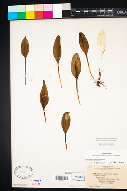 Ophioglossum engelmannii image