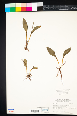 Ophioglossum engelmannii image