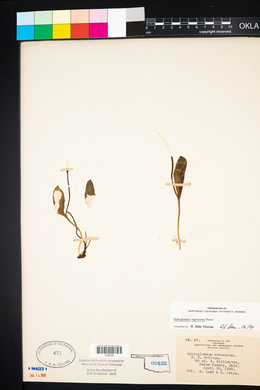 Ophioglossum engelmannii image