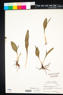 Ophioglossum engelmannii image