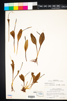 Ophioglossum engelmannii image